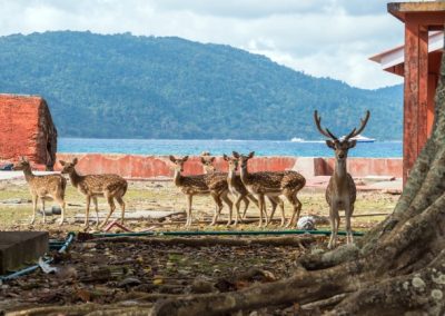 spotted-deer-ross-island-cellular-jail-port-blair-Mount-Harriet-National-Park-Munjoh-Port Blair Activities
